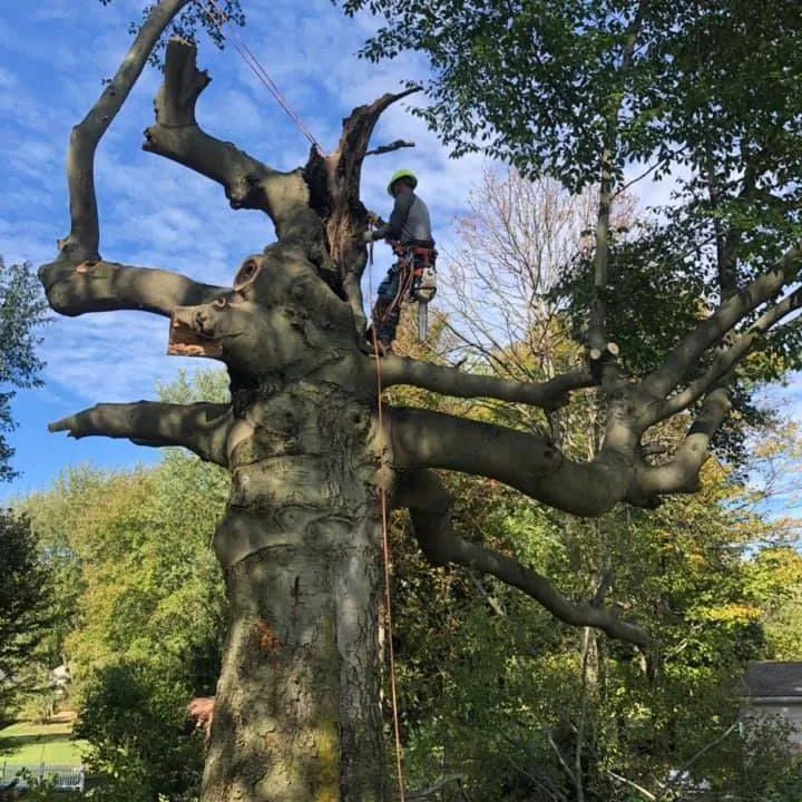 A man is climbing up a tree with a rope.