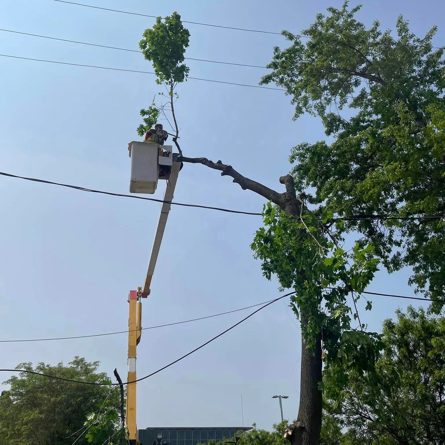 A man in a bucket is cutting a tree