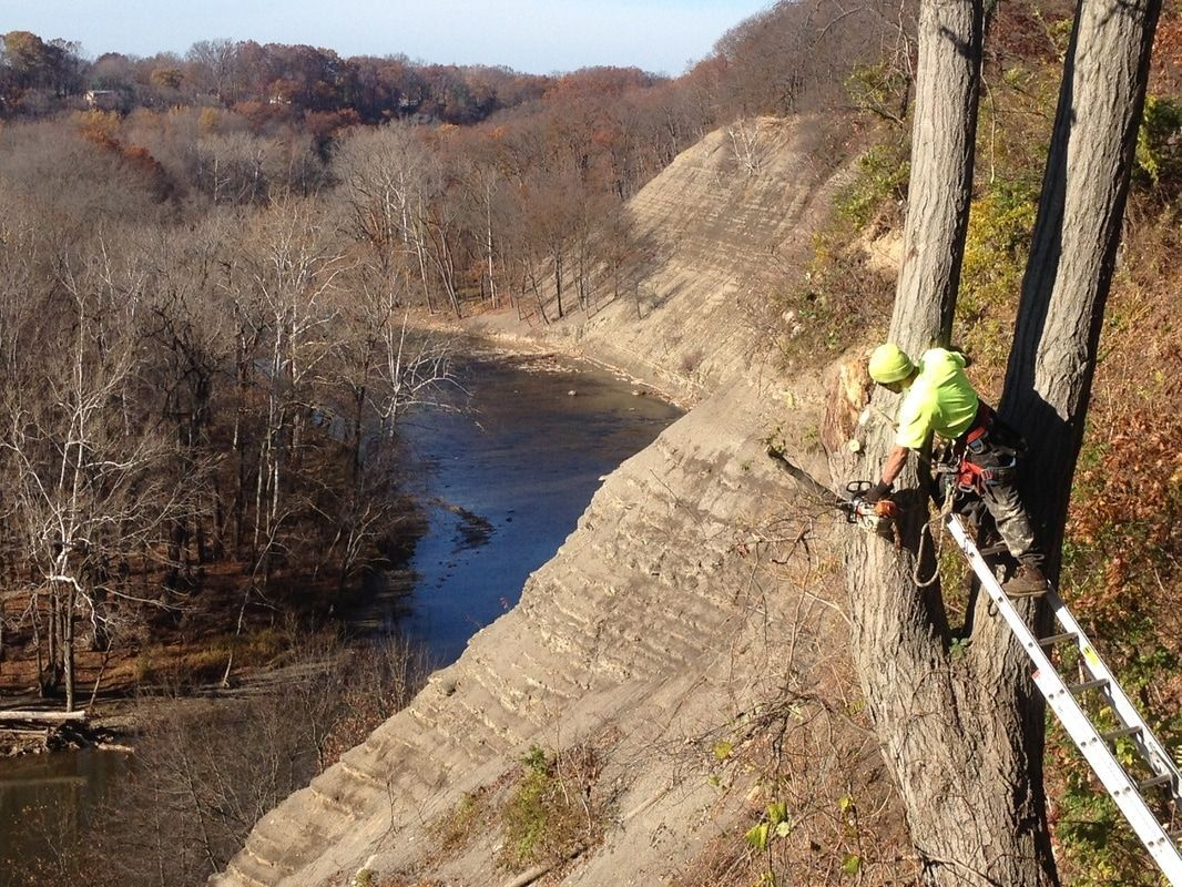 A man is cutting a tree on a cliff overlooking a river.