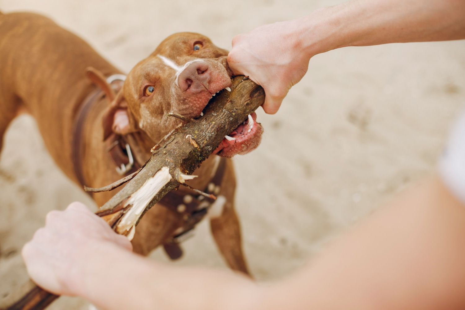 Dog playing tug-of-war with a person, pulling on a stick outdoors. Brown dog, sandy setting.