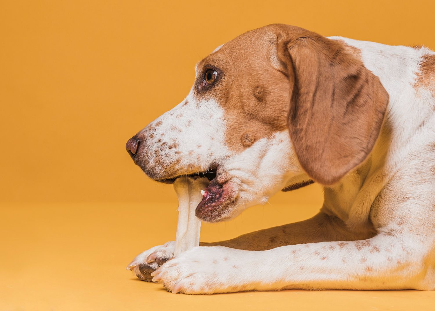 Beagle dog chewing on a white bone, against a yellow background.