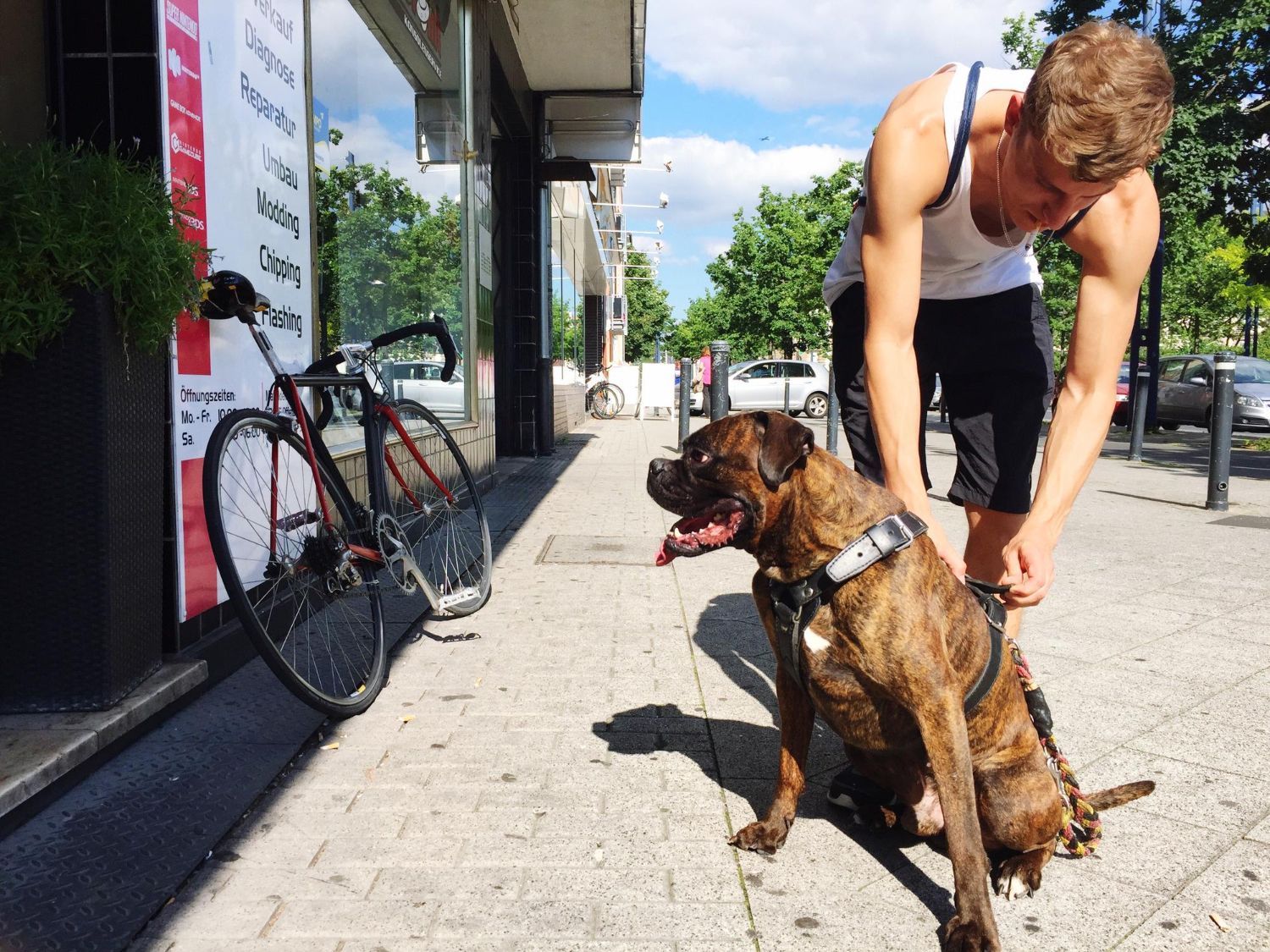 Man adjusting a harness on a large, brindle dog sitting on a sidewalk next to a bicycle. Sunny day.