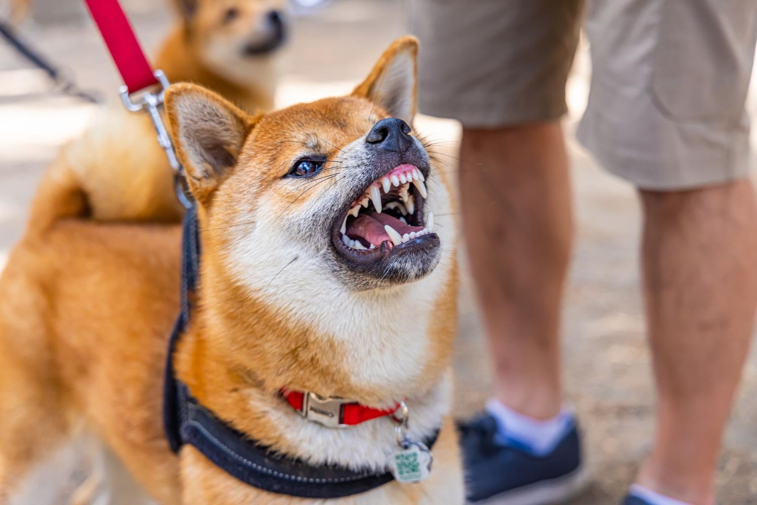 An aggressive Shiba Inu, baring teeth, on a leash, near a person's legs; another dog is in the background.