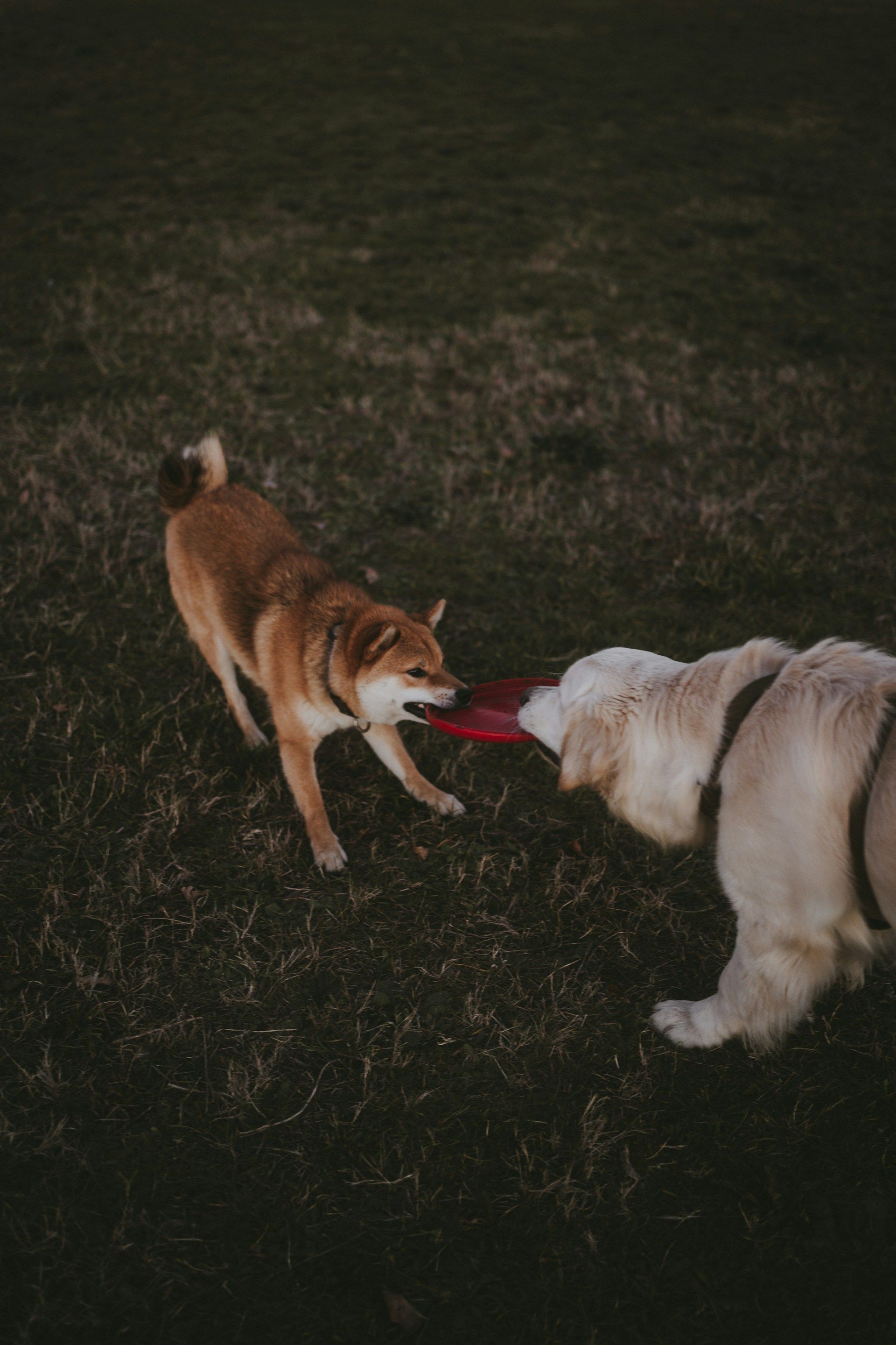 Two dogs, a golden retriever and Shiba Inu, play tug-of-war with a red disc on grass.