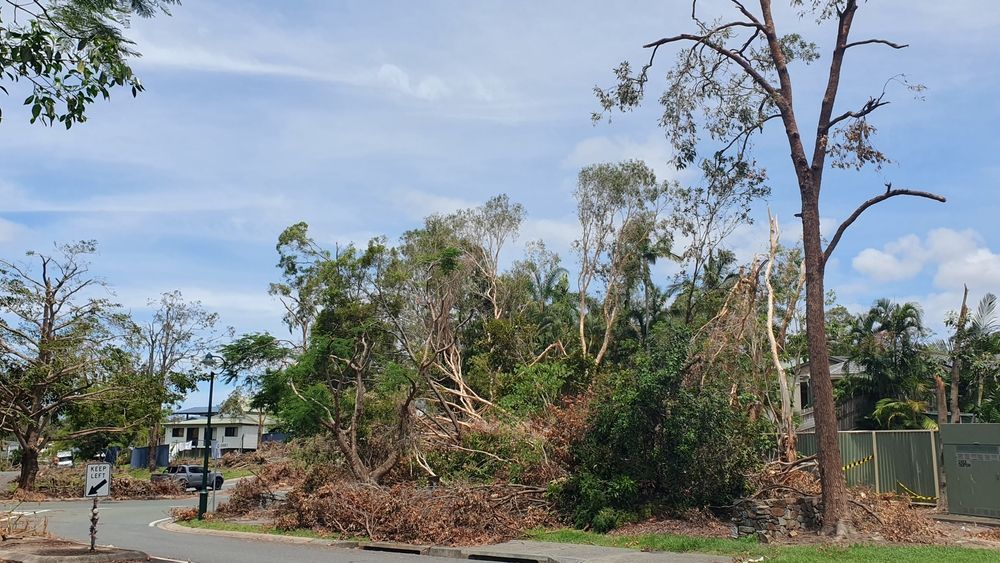 Trees damaged after a storm, debris scattered on a residential street under a blue sky.