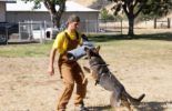 Sierra Canine Working Dogs