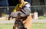 Sierra Canine Working Dogs