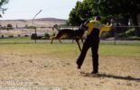 Sierra Canine Working Dogs