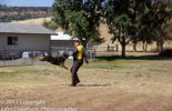 Sierra Canine Working Dogs