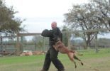 Sierra Canine Working Dogs