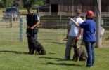 Sierra Canine Working Dogs