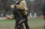 Sierra Canine Working Dogs