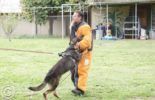 Sierra Canine Working Dogs