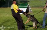 Sierra Canine Working Dogs