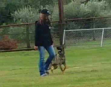 Sierra Canine, 530-418-9898, dog obedience training chico,  chico ca  dog obedience, dog obedience chico ca