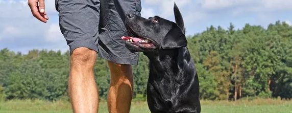 Sierra Canine, 530-418-9898, dog training for aggression chico,  dog aggression specialist chico,  dog fear aggression training Chico