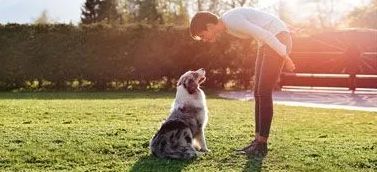 Sierra Canine, 530-418-9898, dog obedience training chico ca, dog obedience chico ca