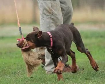 Sierra Canine, 530-418-9898, dog protection training Chico, protection training for dogs, Chico personal protection dog training