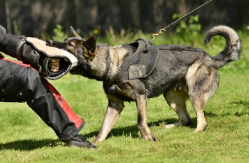 Sierra Canine dog aggression rehab chico, chico dog aggression rehabilitation