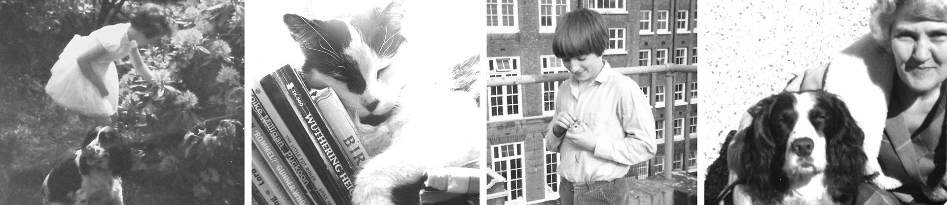 domestic pets
