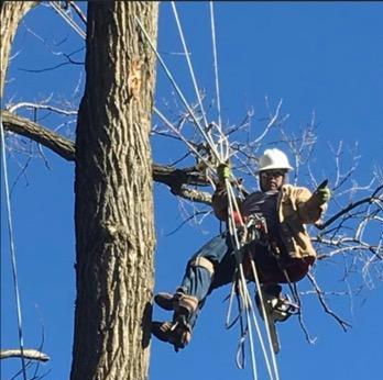 Tree Trimming & Removal | South Bend, IN | D.E.T.S.