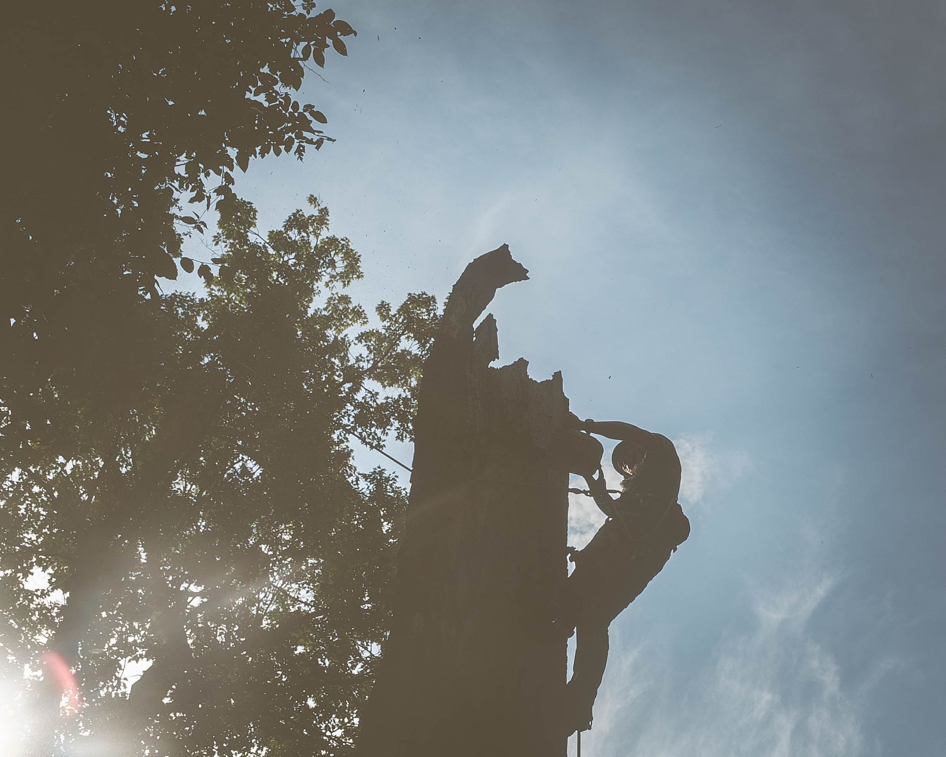 A silhouette of a person standing on top of a tree