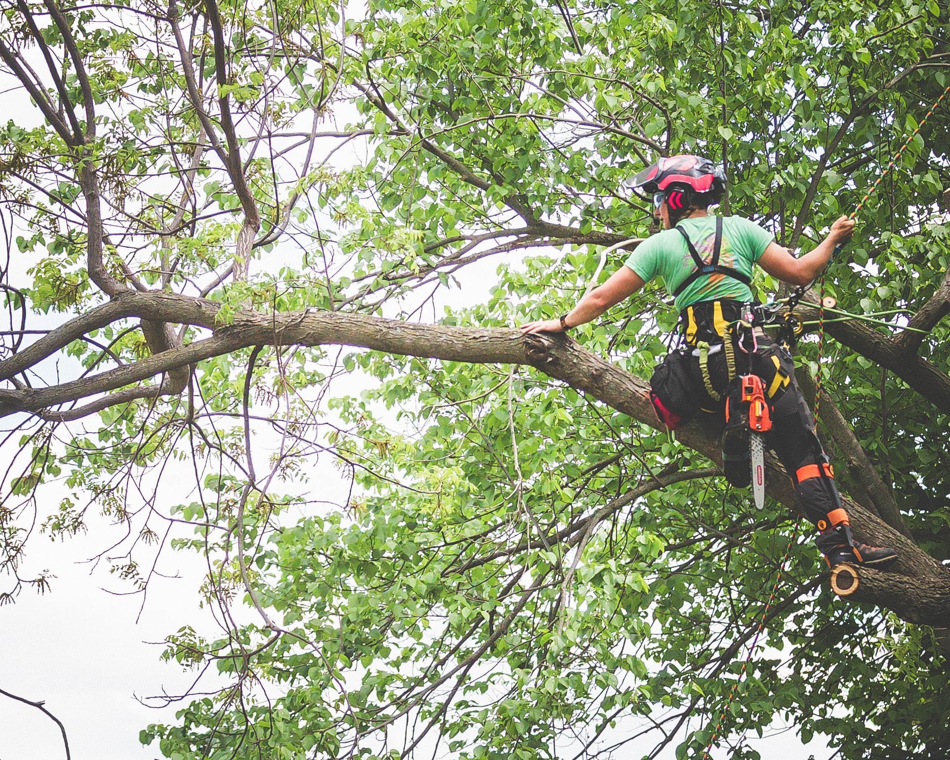 A man is sitting on a tree branch with a chainsaw.