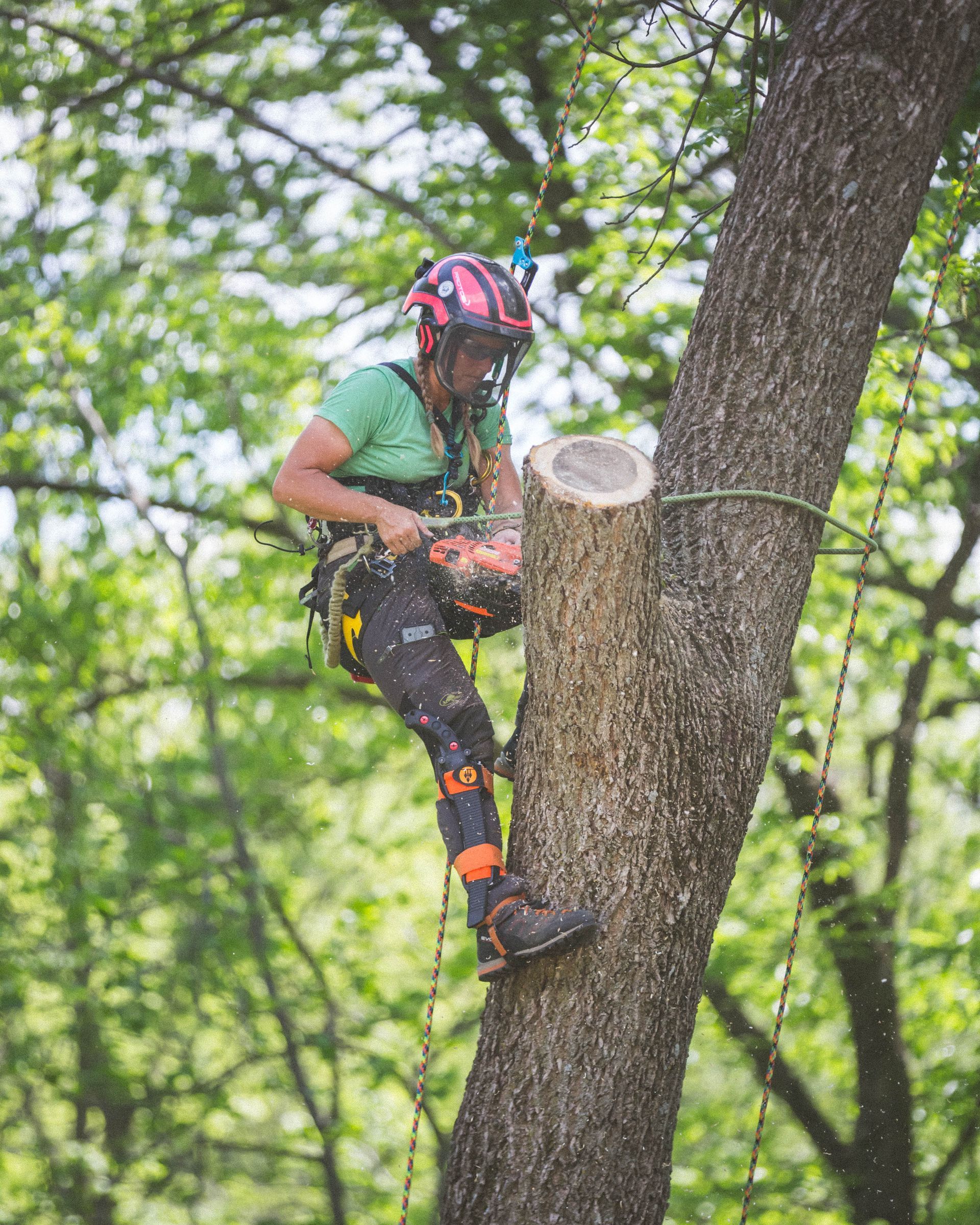 A man is cutting down a tree with a chainsaw.