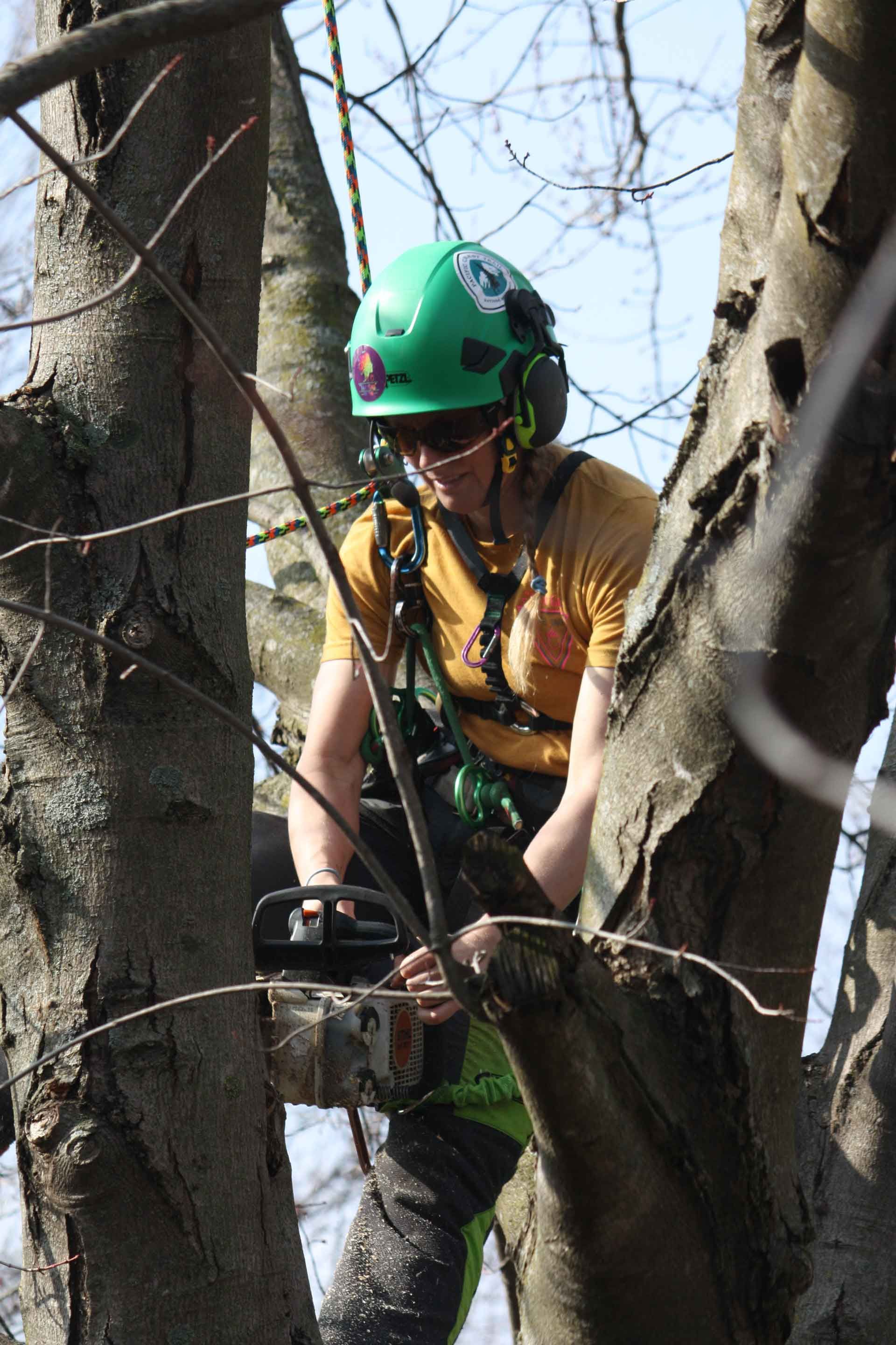 Cutting A Tree — Cedar Rapids, IA — That Girl Tree Care