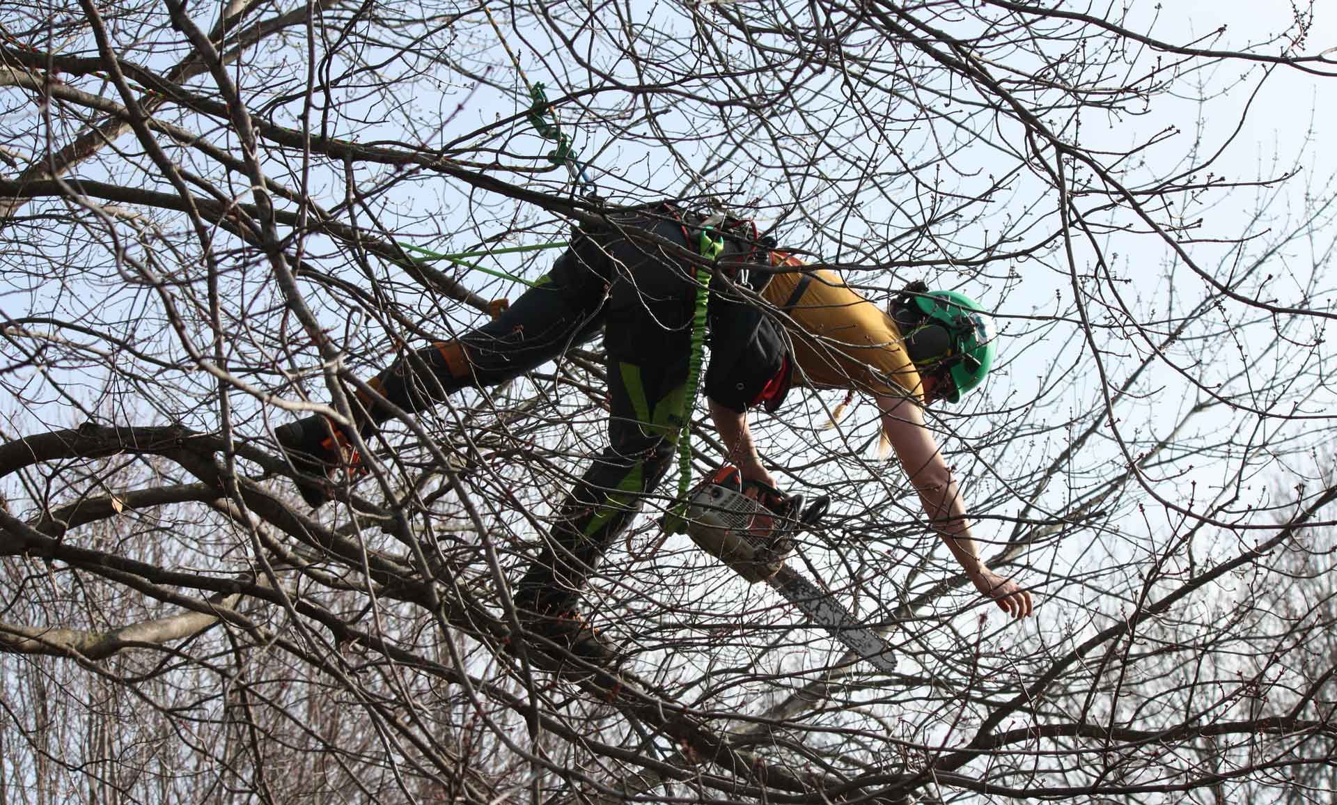 Tree Pruning — Cedar Rapids, IA — That Girl Tree Care
