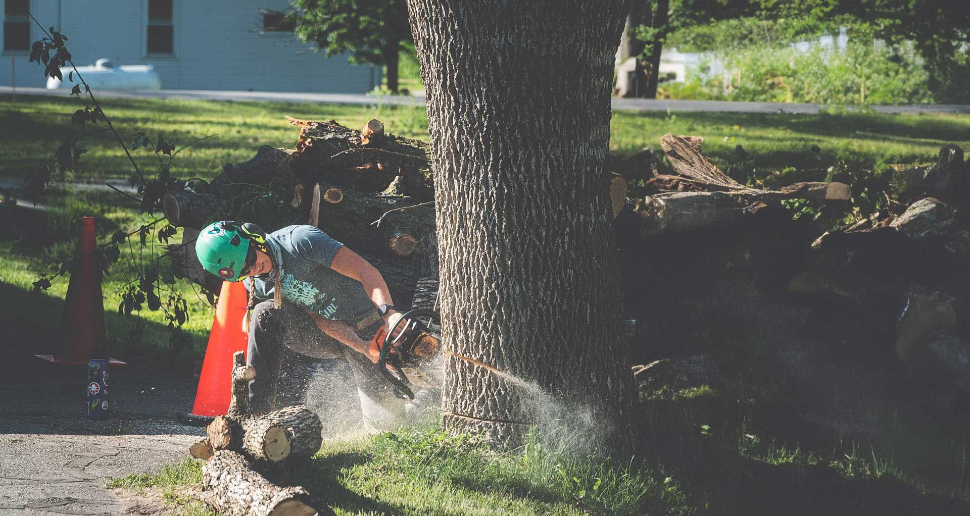 Tree Removal — Cedar Rapids, IA — That Girl Tree Care