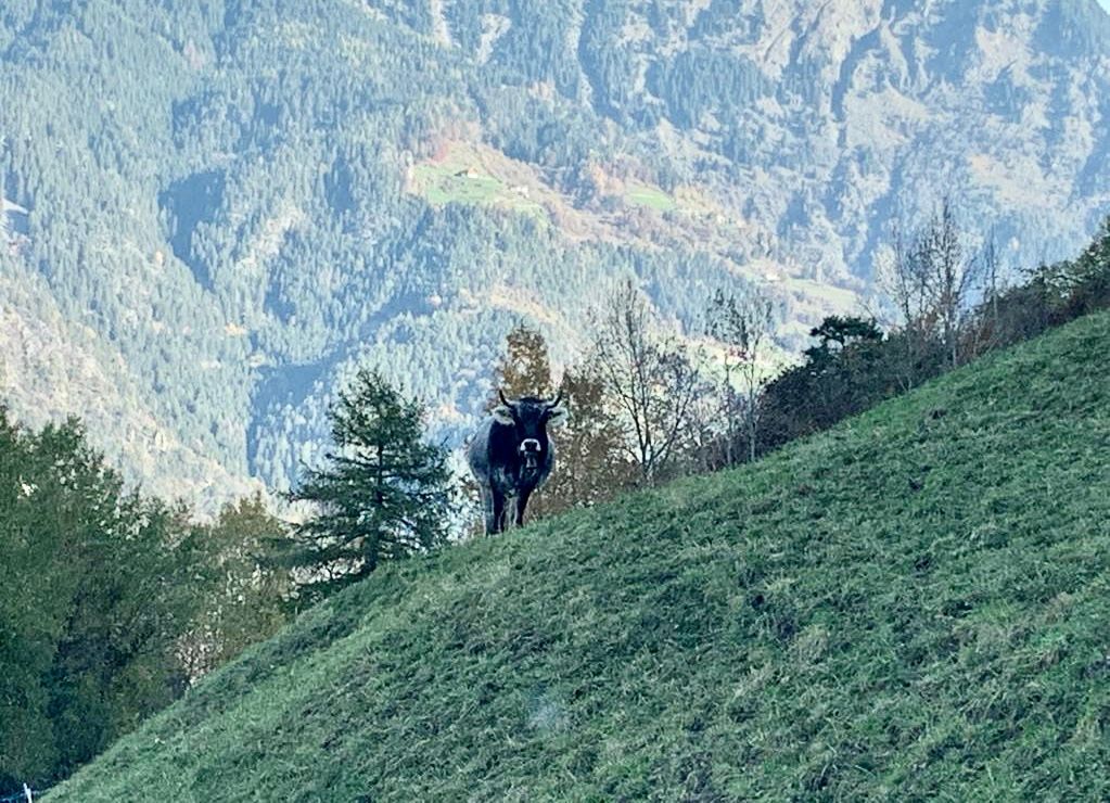 Muttersprache madrelingua italiano tedesco deutsch italienisch