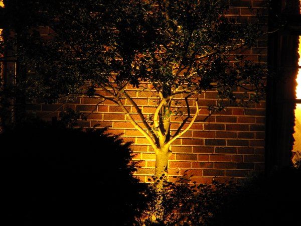 A tree is lit up in front of a brick wall at night