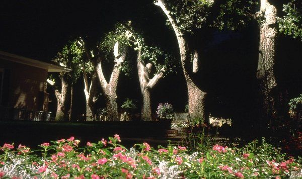A garden with flowers and trees at night with a house in the background.