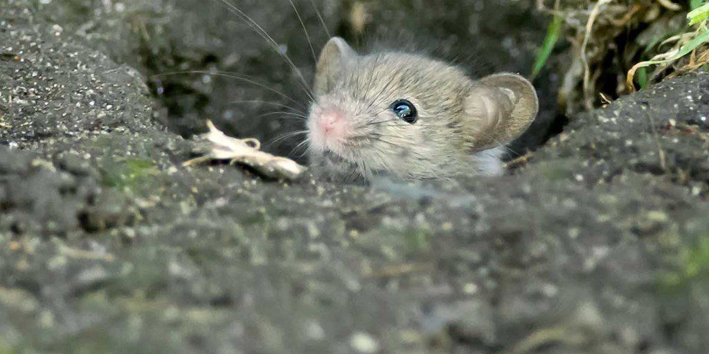 Polyurethane Foam Acts as a Barrier to Rodents