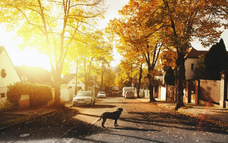 A dog on a leash is walking down a residential street.