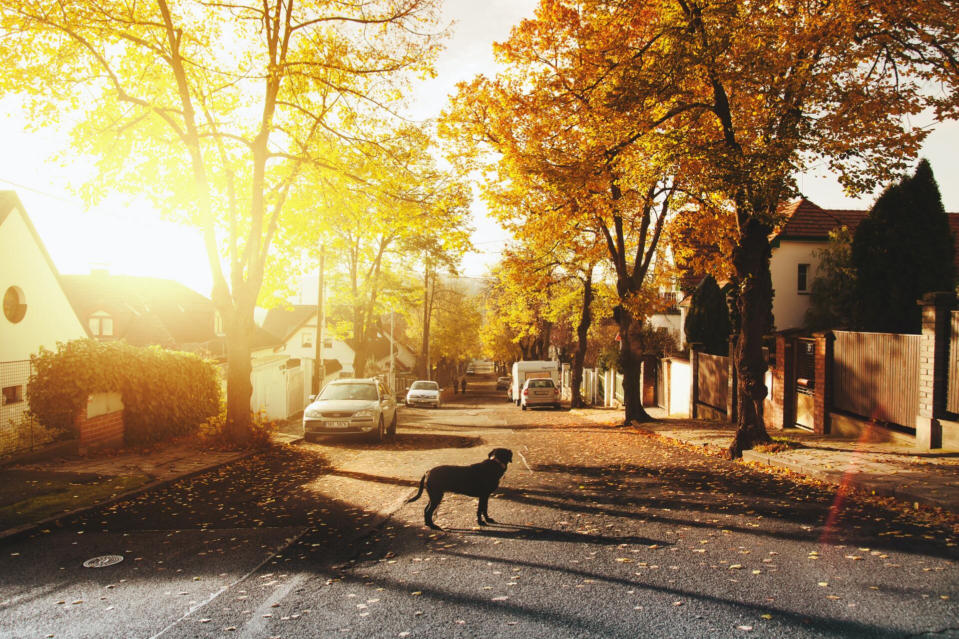 A dog is walking down a street in a residential area.