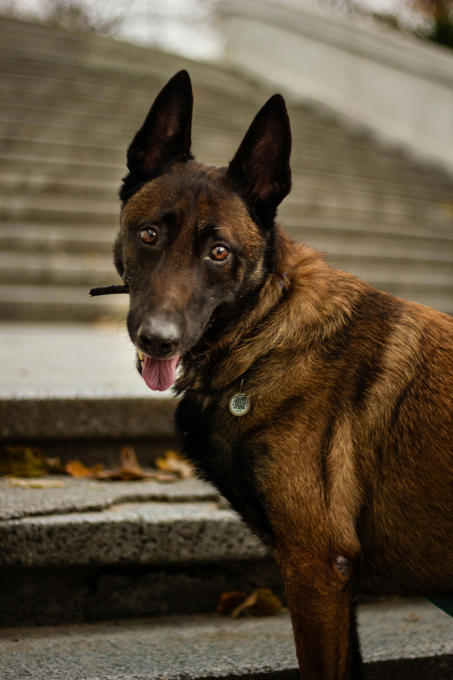 Mental Health Service Dog