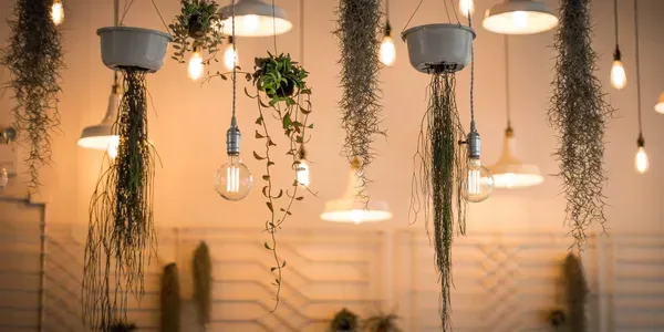 Hanging plants and lights illuminate a cozy indoor space with a warm, inviting glow.