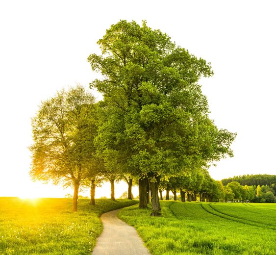 A winding path through a bright green field, lined with trees, leads toward a setting sun.