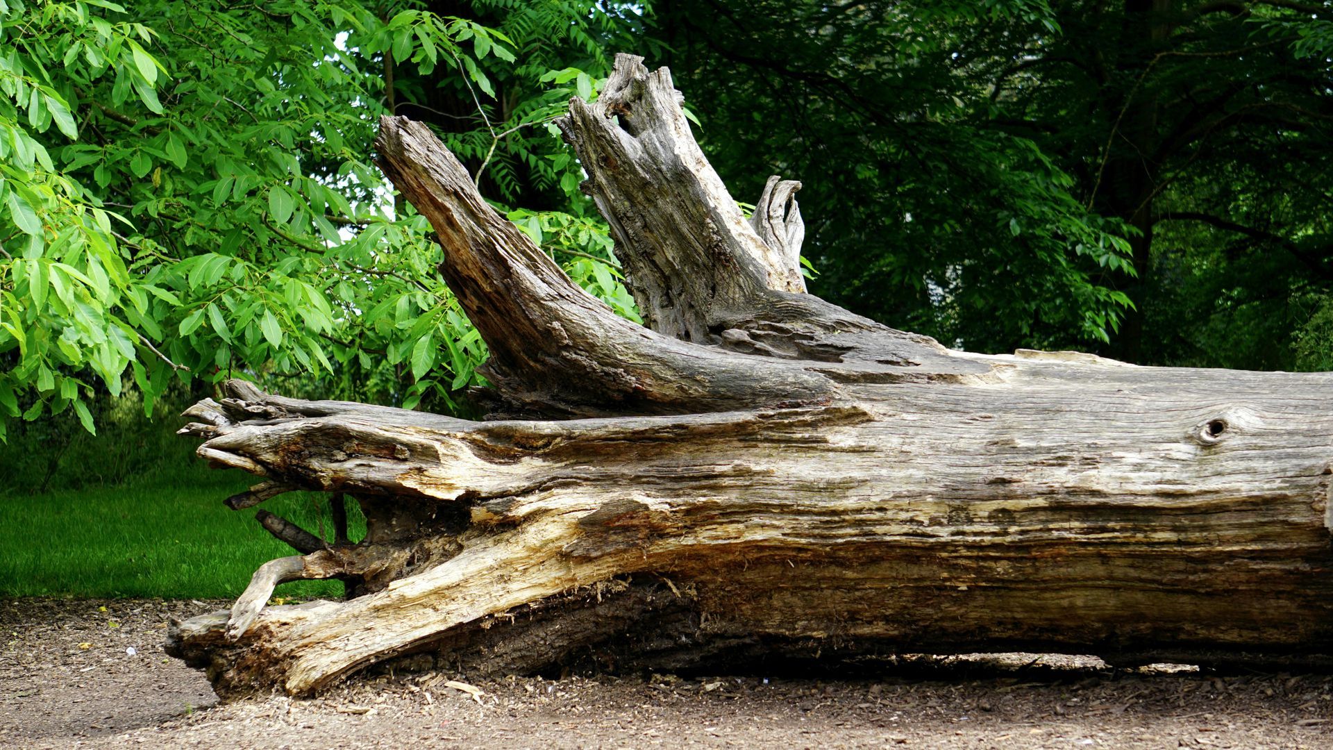 Decayed tree trunk with broken branches, lying on dirt path with lush green foliage background.
