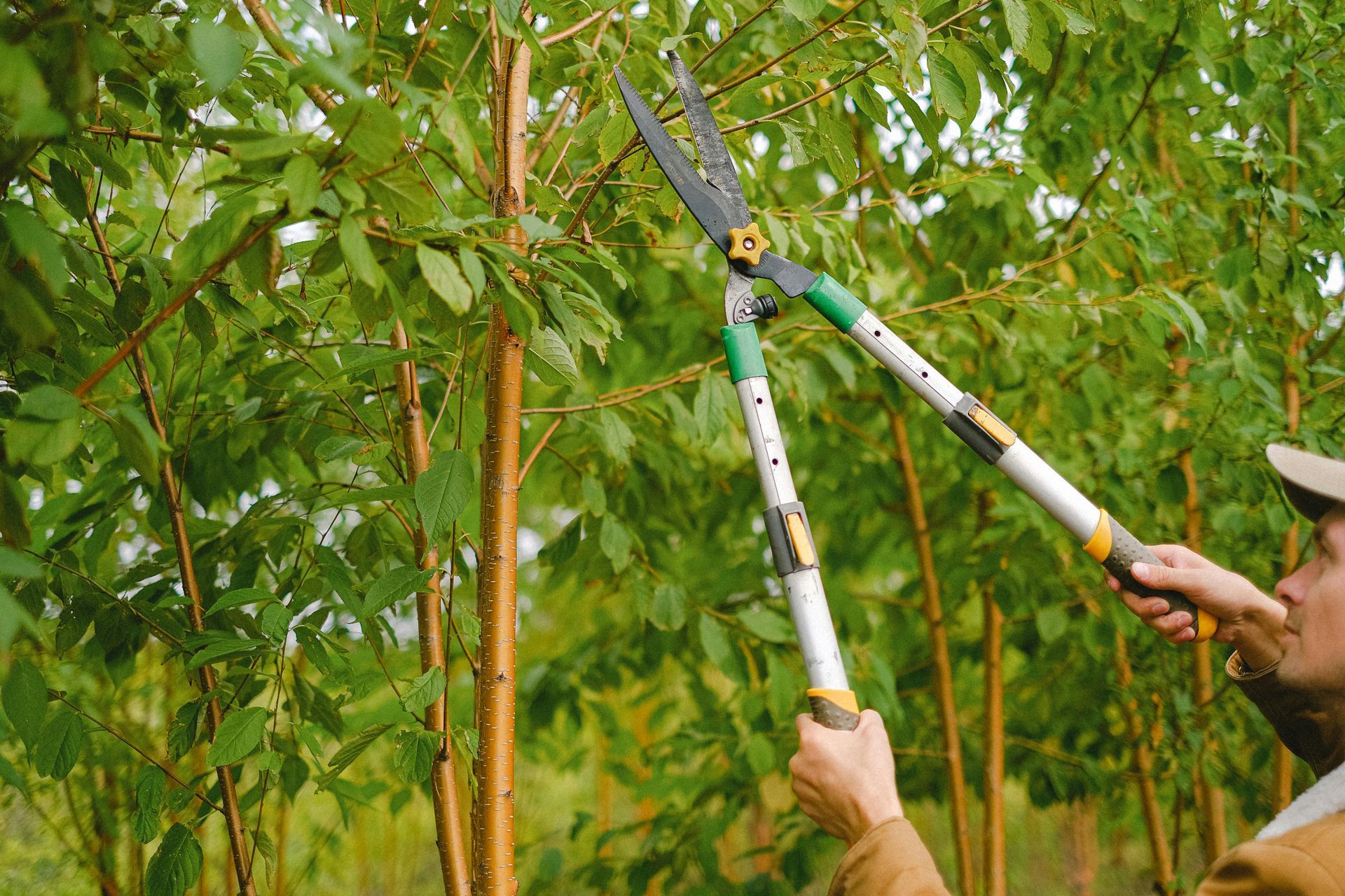Man pruning a line of young trees with long-handled shears outdoors.