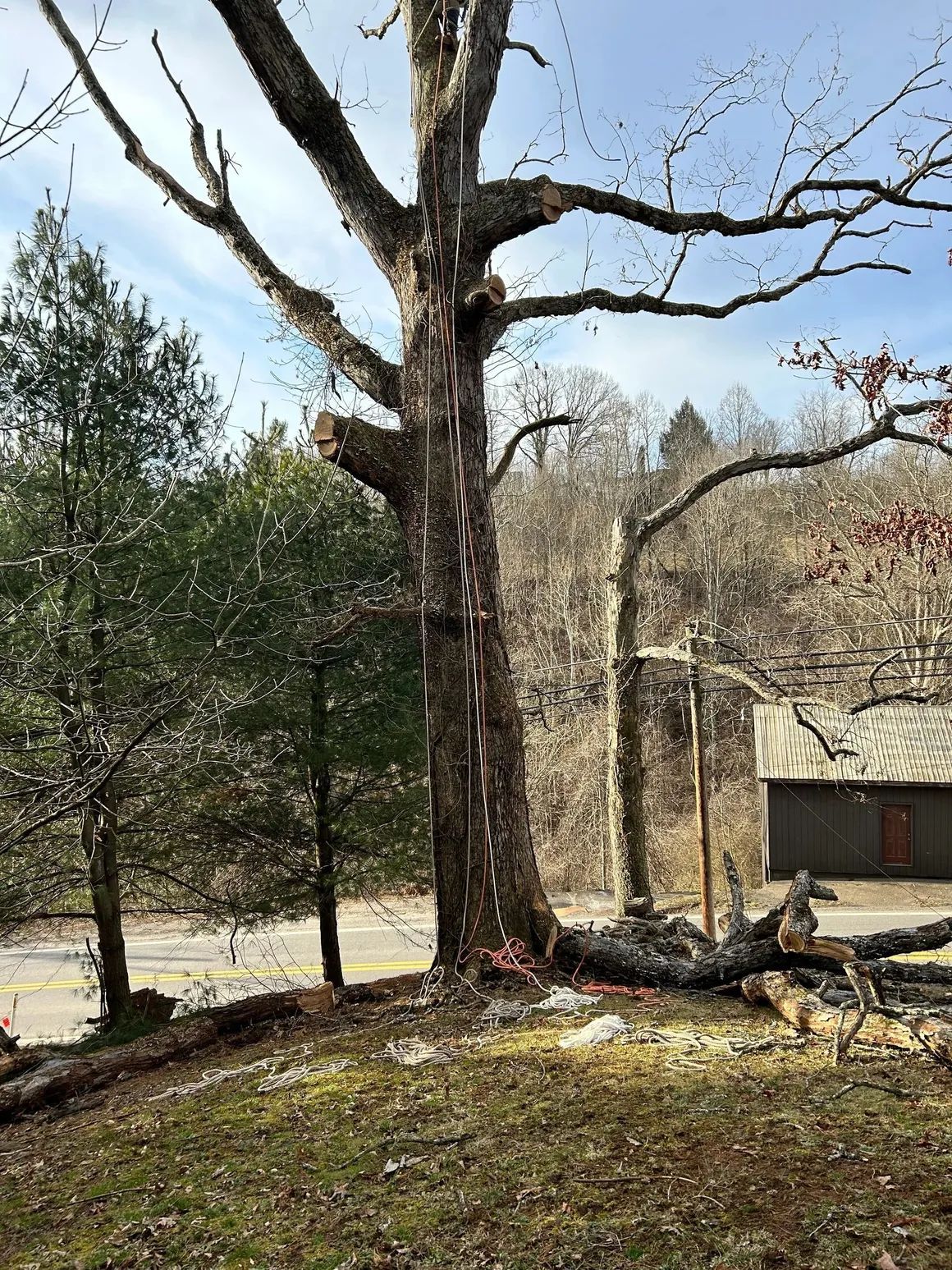 A large, partially cut tree stands on a grassy hillside. The tree's trunk is light brown, and its branches are bare. In the background are other trees and a building.