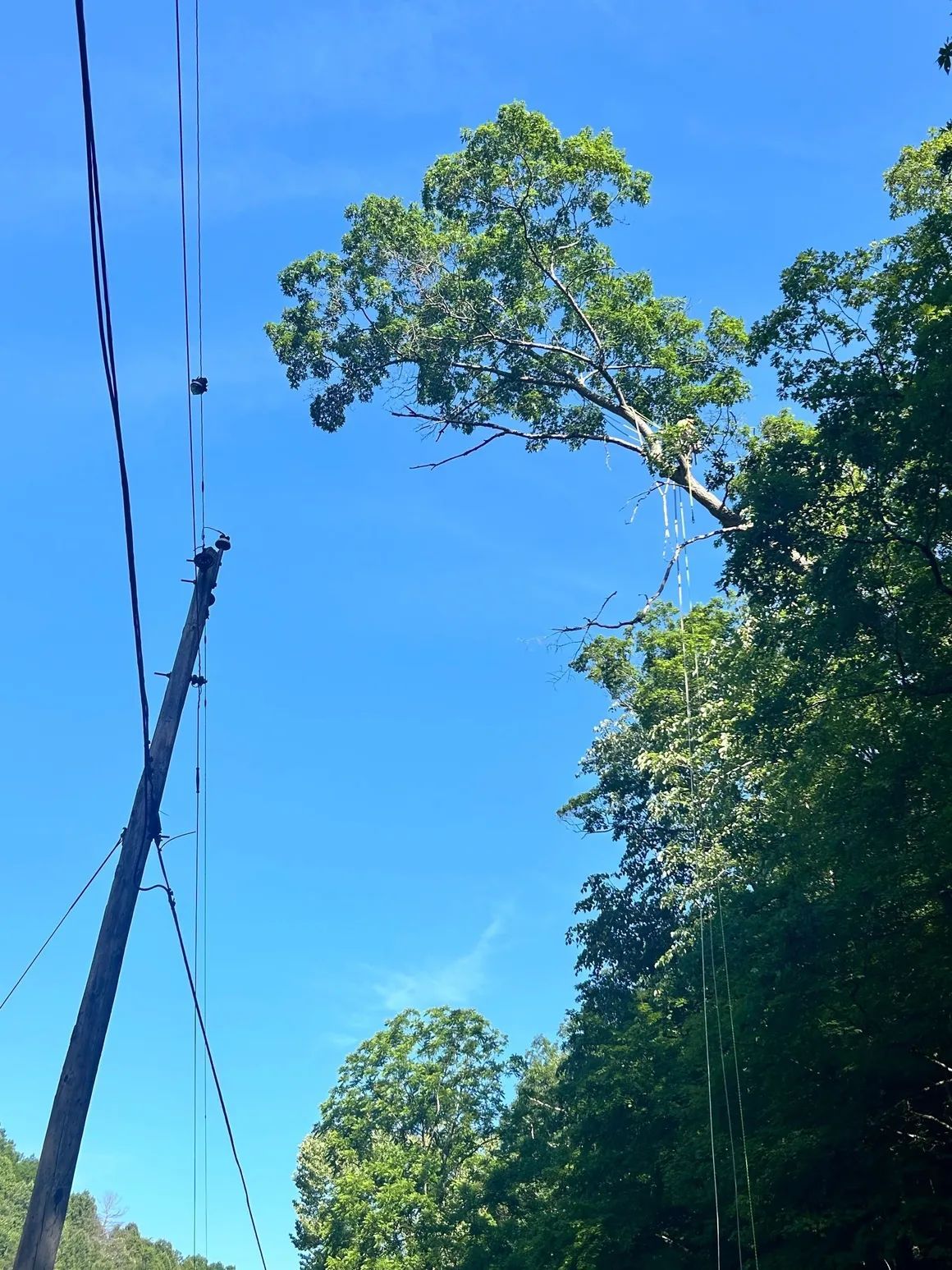 A tree leans toward power lines against a bright blue sky. A wooden utility pole is visible on the left side.