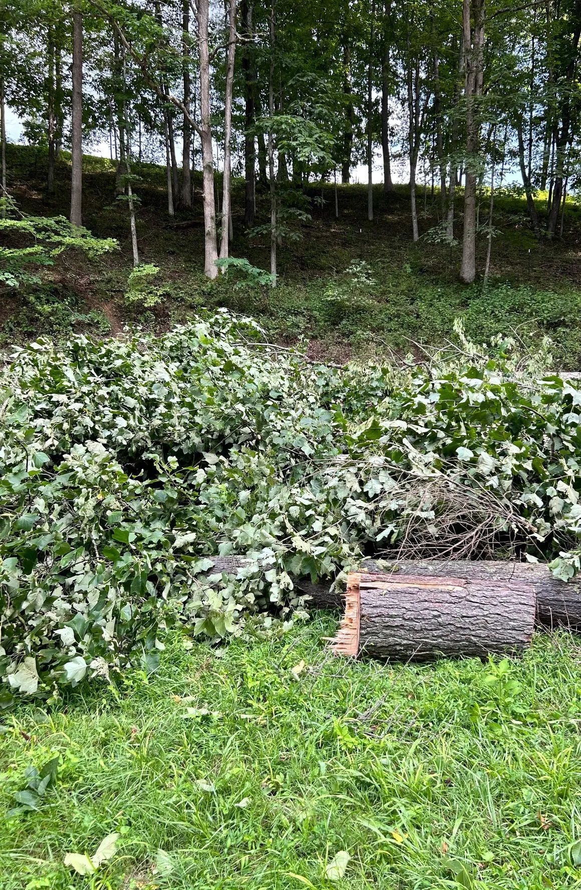Pile of cut branches and a log in a grassy area at the edge of a forest.
