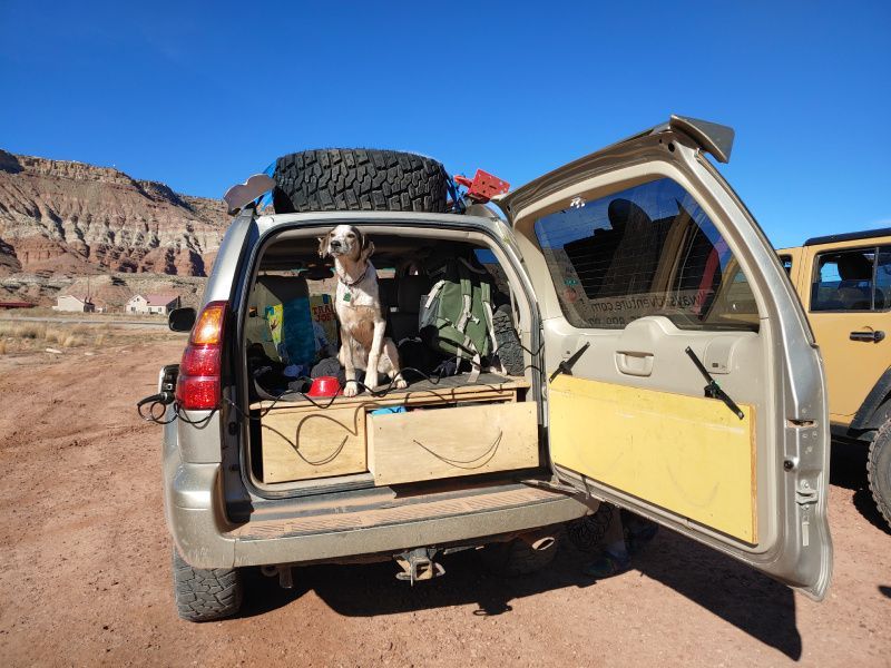 A dog is sitting in the back of a car