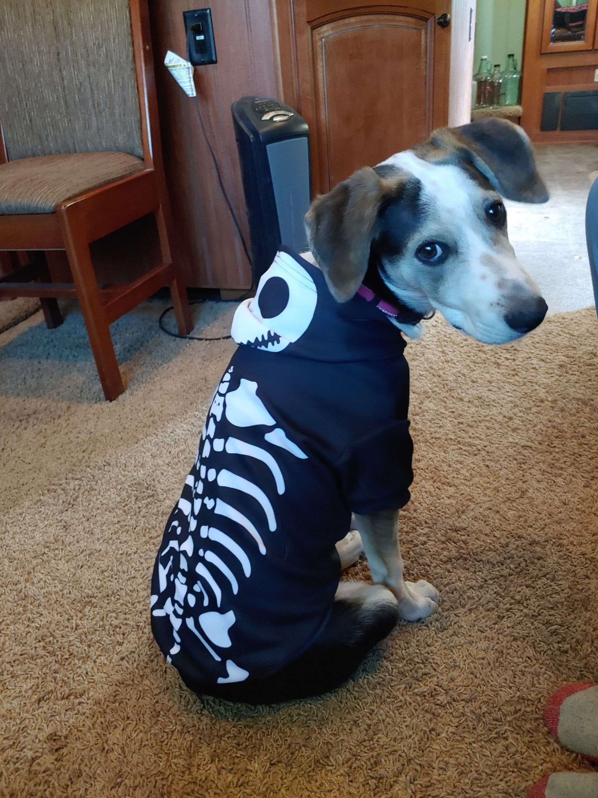A dog in a skeleton costume