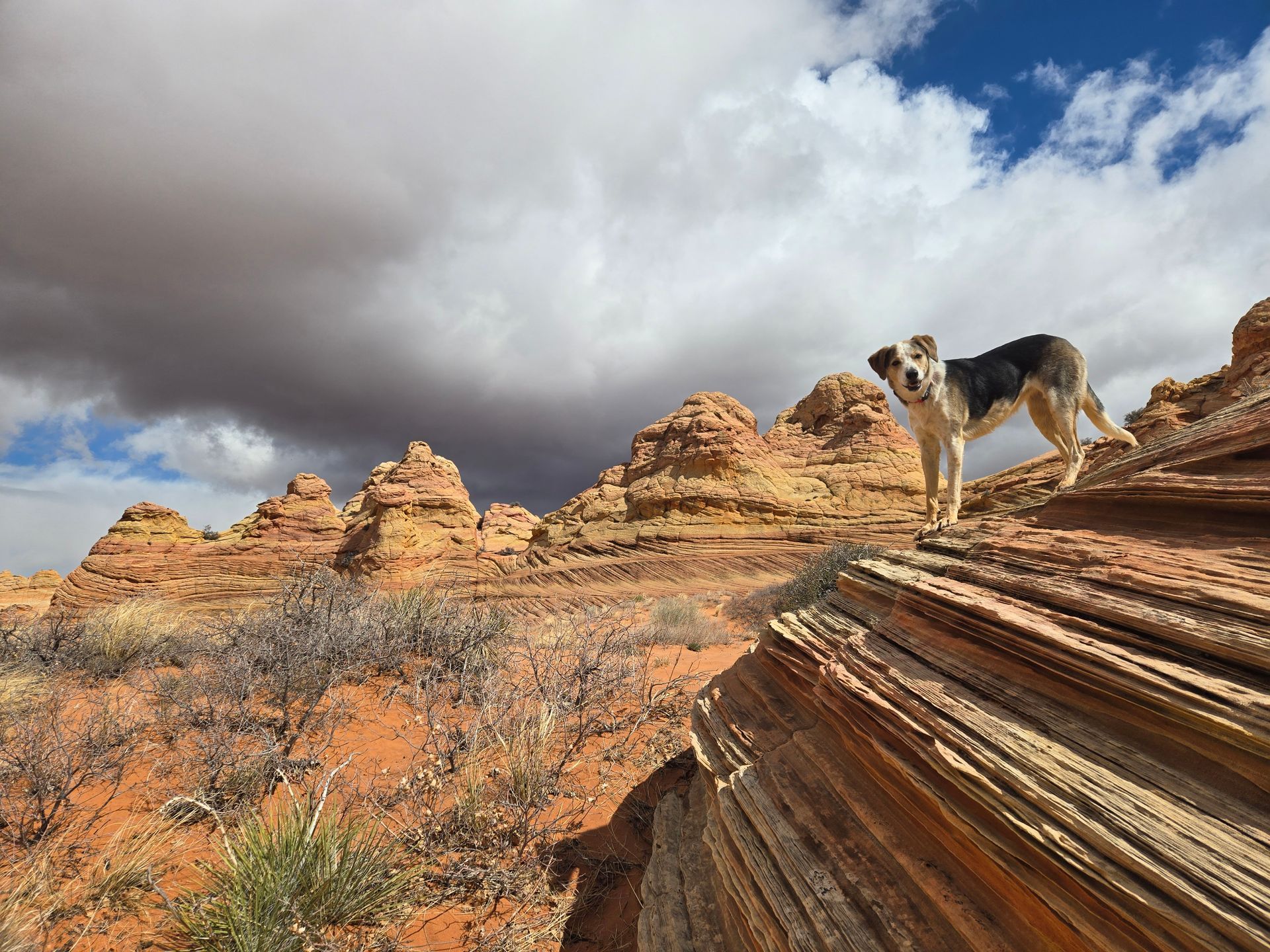 Zion Monsoon Season Guide: Flash Flood Safety & Desert Waterfalls