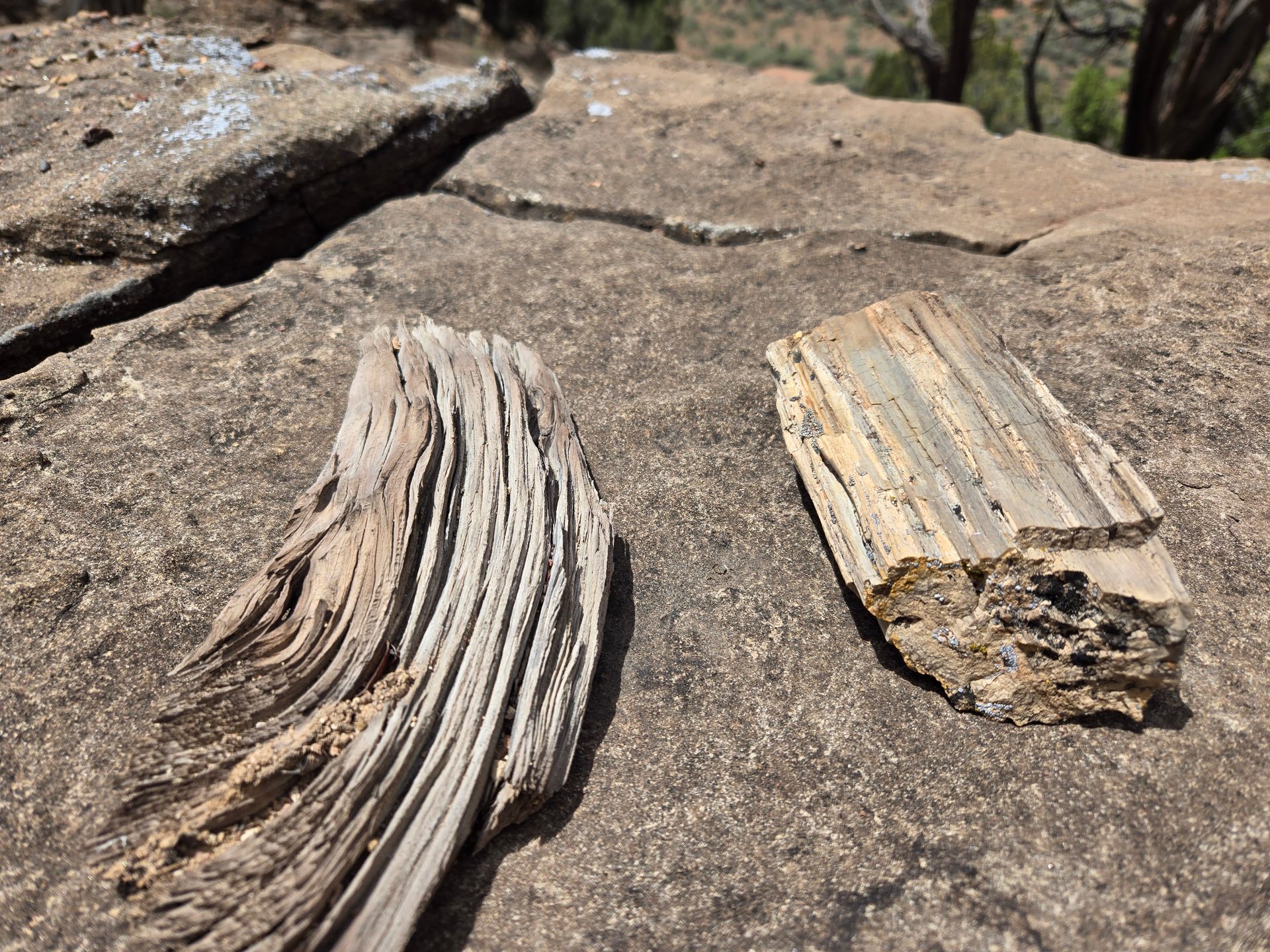 A log next to petrified wood