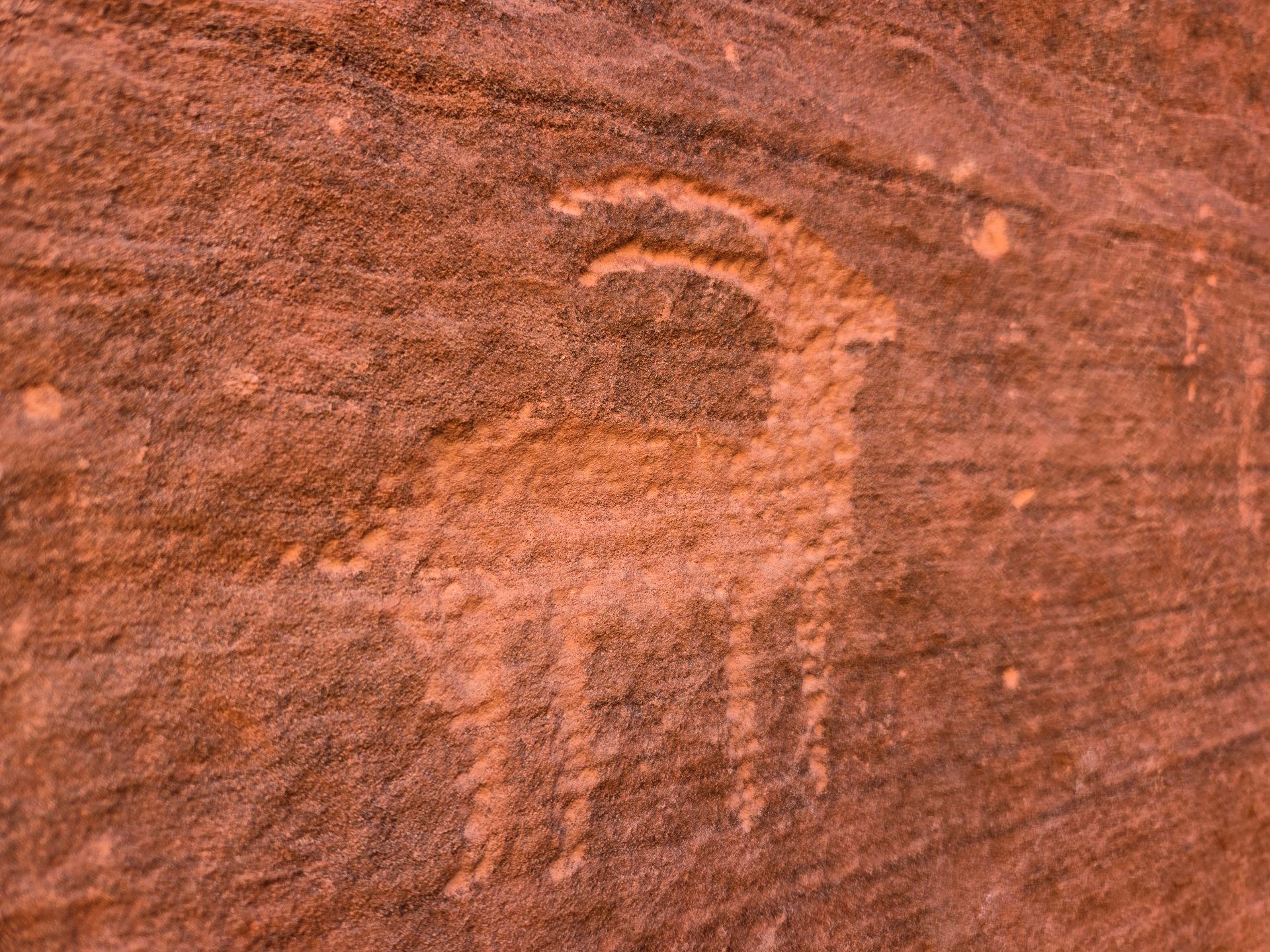 A close up of a rock with a drawing of a goat on it.